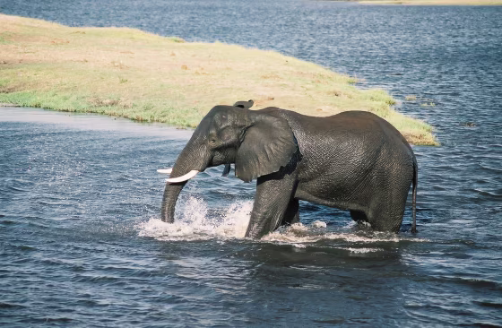 An elephant crosses the Chobe River, in Chobe National Park, Botswana.